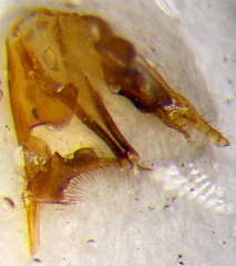 Tachysphex panzeri