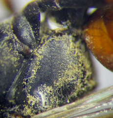Tachysphex panzeri