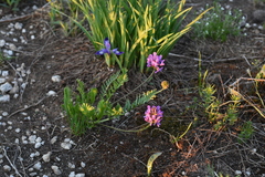 Oxytropis altaica