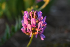 Oxytropis altaica