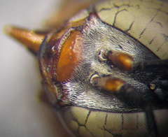 Tachysphex panzeri