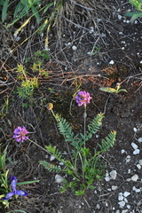 Oxytropis altaica