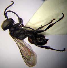 Tachysphex pompiliformis