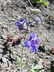 Delphinium menziesii