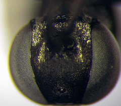 Tachysphex pompiliformis