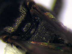 Tachysphex pompiliformis