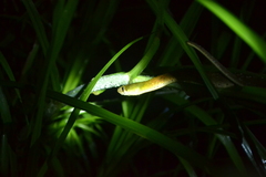 Rhabdophis subminiatus