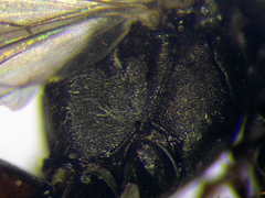 Tachysphex pompiliformis