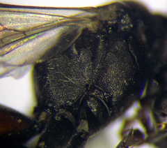 Tachysphex pompiliformis