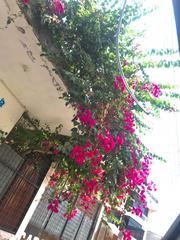 Bougainvillea