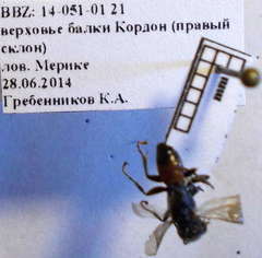 Tachysphex pompiliformis