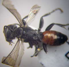 Tachysphex pompiliformis