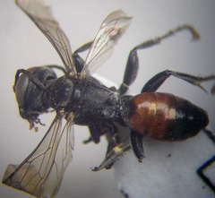 Tachysphex pompiliformis