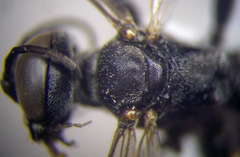 Tachysphex pompiliformis