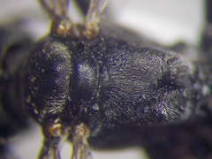 Tachysphex pompiliformis