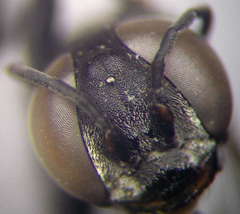 Tachysphex pompiliformis