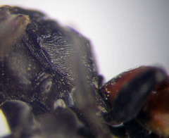 Tachysphex pompiliformis
