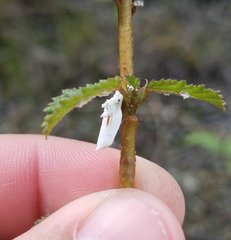 Crypticerya genistae