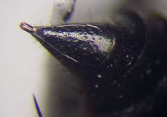 Tachysphex pompiliformis