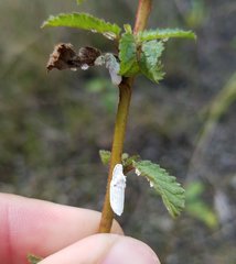 Crypticerya genistae