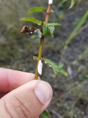 Crypticerya genistae