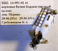 Tachysphex pompiliformis