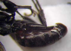 Tachysphex pompiliformis