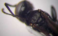 Tachysphex pompiliformis