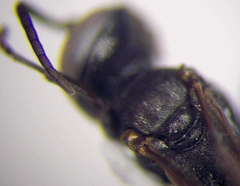 Tachysphex pompiliformis