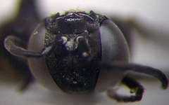 Tachysphex pompiliformis