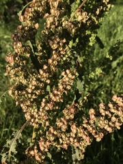 Rumex