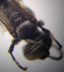 Tachysphex pompiliformis