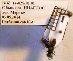 Tachysphex psammobius