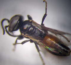 Tachysphex psammobius