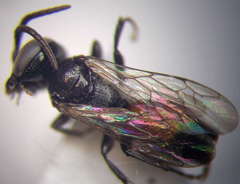 Tachysphex psammobius