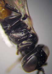 Tachysphex psammobius