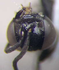 Tachysphex psammobius