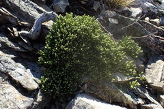 Helichrysum intermedium