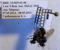 Tachysphex psammobius