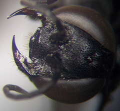 Tachysphex psammobius