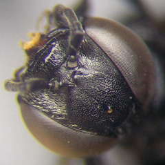 Tachysphex psammobius