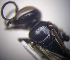 Tachysphex psammobius