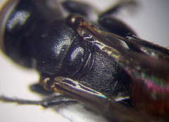 Tachysphex psammobius