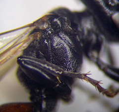 Tachysphex psammobius