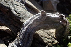 Helichrysum intermedium