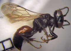 Tachysphex psammobius