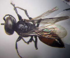 Tachysphex psammobius