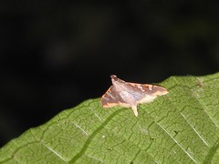 Prophantis