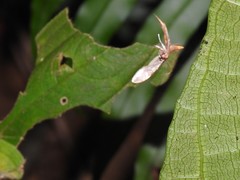 Prophantis