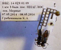 Tachysphex psammobius